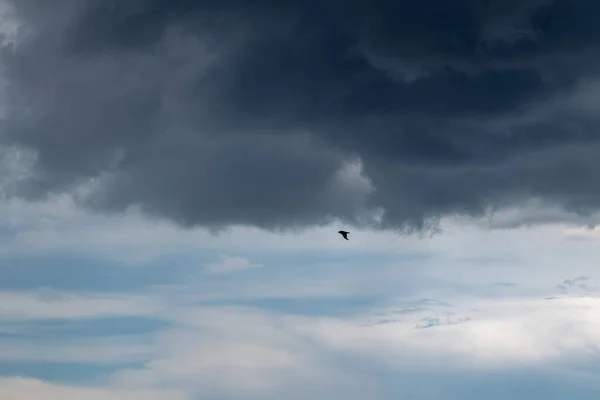 Siluet Terbang Burung Pada Hujan Gelap Langit Mendung Tinggi Latar — Stok Foto