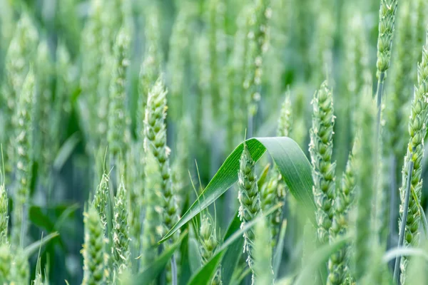 绿春麦田特写 背景模糊的小麦幼穗或小穗 乌克兰的农业 — 图库照片