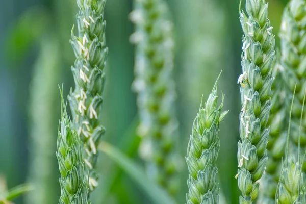 绿春麦田作物特写 小麦幼穗或小穗 有选择性集中 乌克兰的农业 — 图库照片