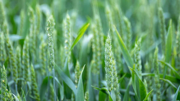 绿春麦田作物特写 背景模糊的小麦幼穗或小穗 — 图库照片