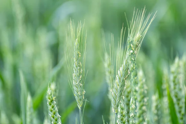 Крупный План Посевов Зеленой Весенней Пшеницы Легкие Пшеничные Уши Шипы — стоковое фото