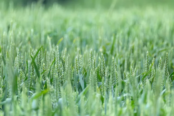 Grüne Frühlingsweizenfelder Aus Nächster Nähe Junge Weizenstacheln Mit Verschwommenem Hintergrund — Stockfoto