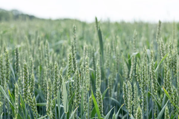 绿麦田作物特写 年轻的麦穗或小穗 灰色的天空背景模糊 乌克兰的农业 — 图库照片