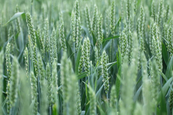 Spring Wheat Field Crops Close Green Young Wheat Ears Spikelets — Stock Photo, Image