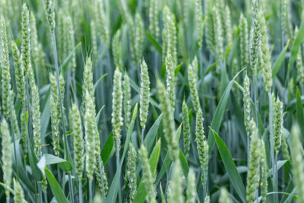 Green Spring Wheat Crops Close Young Wheat Ears Spikelets Field — Stock Photo, Image