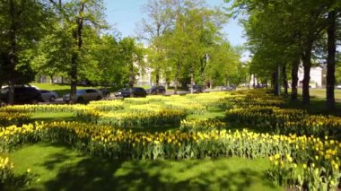 Kharkiv caddelerindeki yeşil sokakta sarı lalelerin, Avrupa 'da bahar çiçeklerinin dopdolu görüntüleri.