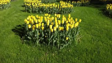 Sarı lalelerin yeşil sokaktaki çiçekleri, Avrupa 'daki bahar çiçeklerini...