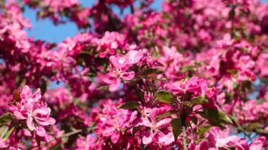 Pembe elma ağacı, yakın çekim görüntüleri, güneşli dallarda çiçekler. Bahçede bahar havası ve bulanık mavi gökyüzü arkaplanı.