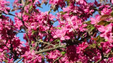 Pembe elma ağacı çiçekleri güneşli dallara yakın çekim yapar. Bahçede bahar havası ve bulanık mavi gökyüzü arkaplanı.