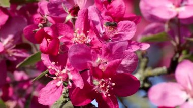 Pembe elma ağacı yakından çiçek açar. Arı tozlaştıran çiçekler güneşli dallarda. Arka planda bulanık bir bahar havası var.