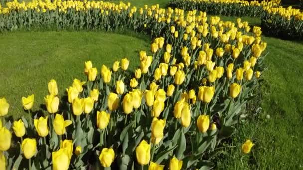 Tulipanes Amarillos Miran Hacia Abajo Flores Callejón Verde Flor Primavera — Vídeo de stock