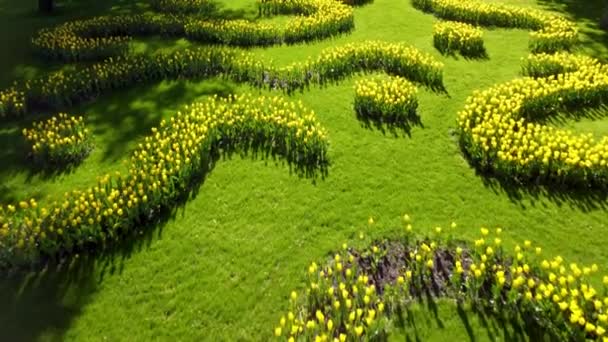 黄色いチューリップ 見下ろす 緑の路地の花 ヨーロッパの都市で春の花 — ストック動画