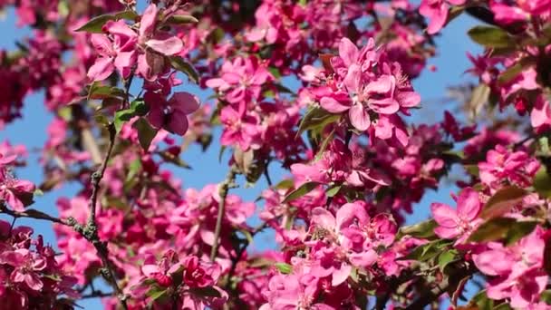 Pink Apple Tree Blossom Flowers Sunny Branches Spring Vibrant Garden — Stock Video