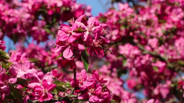 ピンクのりんごの木は クローズアップ 晴れた枝に花を咲かせます バックグラウンドのある庭園の春の活気に満ちた咲き — ストック動画