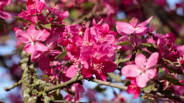 Roze Mooie Appelboom Bloesem Close Bloemen Zonnige Takken Lente Levendige — Stockvideo
