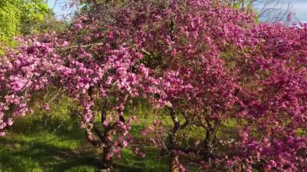 Ανθισμένη Μηλιά Ροζ Λουλούδια Στον Καταπράσινο Κήπο Της Άνοιξης Βιντεοσκοπημένο — Αρχείο Βίντεο