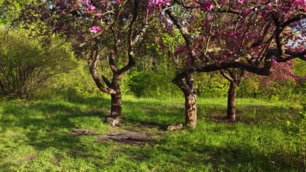Virágzó Almafák Rózsaszín Virágokkal Zöld Napos Tavaszi Parkban Haladjunk Tovább — Stock videók