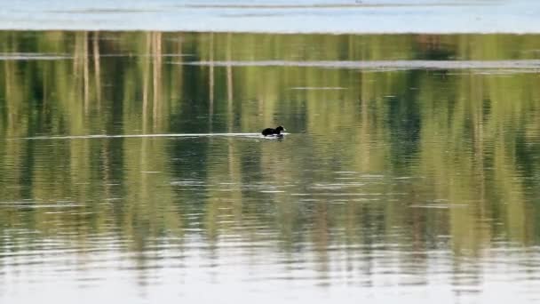 Coot Eurasiano Pássaro Coot Comum Preto Nadando Água Lago Verde — Vídeo de Stock