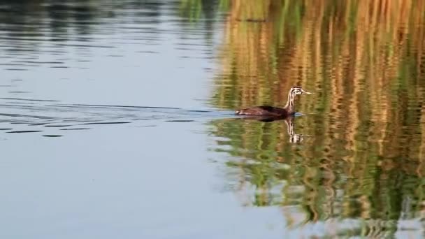 緑色の鳥が水面を反射するグリーンベリー ポピカピカトゥス 穏やかな湖で泳ぐ淡水鳥の広く分布する — ストック動画