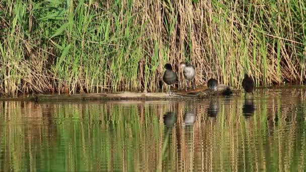 Eurasian Coot Birds Tree Trunk Green Reeds Water Reflection Young — Stock Video
