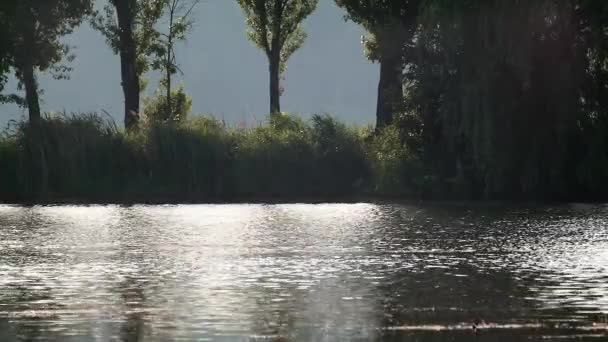 Solnedgång Ljus Strålar Vattenytan Floden Med Vass Och Träd Bakgrunden — Stockvideo