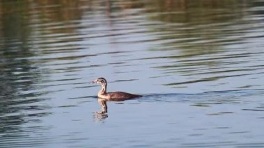 Büyük ibikli yunus balığı (Podiceps kristali) su kuşu yavrusu. Dalgalanan göl su yüzeyinde yeşil sazlıkların yansımasıyla yüzen tatlı su kuşunu izliyorum.