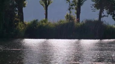 Sazlıklar ve arka planda ağaçlarla dalgalı su yüzeyinde parlak bir ışık parlıyor. Huysuz, güneşli, sakinleştirici, doğal ağır çekim.