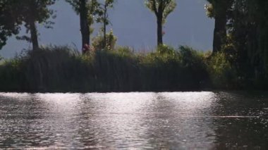 Sazlıklar ve arka planda ağaçlarla dalgalı su yüzeyinde parlak bir ışık parlıyor. Huysuz, güneşli, sakinleştirici, doğal, yavaş çekim döngüsü.