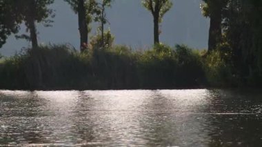 Sazlıklar ve arka planda ağaçlarla dalgalı su yüzeyinde parlak bir ışık parlıyor. Huysuz, güneşli, sakinleştirici doğal görüntüler