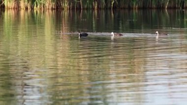 Avrasyalı kuş ve sazlıkların yansımasıyla gölde yüzen civcivler, yaklaşan su kuşları. Vahşi yaşam kuşları izliyor