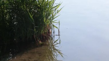 Sazlık yeşil çimenler akarsu aynasından yansıyarak nehirde sallanıyor. Vahşi doğa yakın çekim görüntüleri