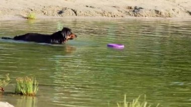 Köpek Gordon Setter, kumsallı yaz gölünde bir oyuncakla yüzerek suda oynuyordu. Komik evcil hayvanlar.