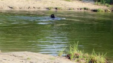 Suda oynayan köpek (Gordon Setter), açık yaz gölünde kumlu bir gölde ağzında bir oyuncakla yüzüyor. Açık havada eğlenceli aktif hayvanlar.