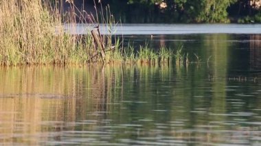 Ağaç gövdesindeki kuşlar nehrin sazlıklarındaki aynadaki yansımalarla. Vahşi su hayatı doğayı izliyor, durağan ağır çekim görüntüleri.