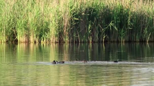 ユーラシアのコート鳥は 明るい太陽の下で緑色のリード反射 野生の水鳥が近づいている湖で泳いでいます 野生生物の鳥を見る — ストック動画