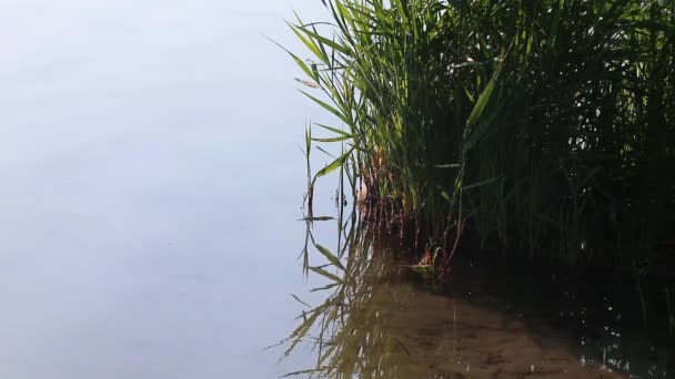Reeds Πράσινο Γρασίδι Στο Ποτάμι Αντανάκλαση Στο Νερό Καθρέφτη Στιγμιότυπο — Αρχείο Βίντεο