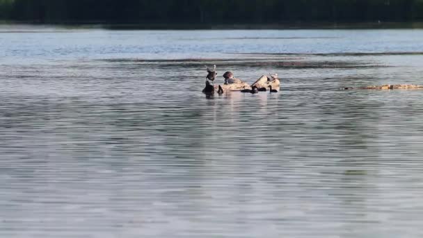 青い湖水のトランク上のユーラシアのコート鳥は 若い鳥は羽を掃除し 水泳をしています 野生生物の鳥を見る — ストック動画