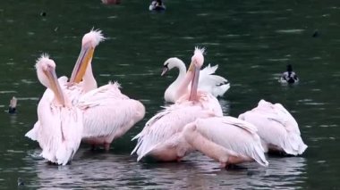 Pembe sırtlı pelikan kuşları grubu, Pelecanus rufescens karanlık göldeki tüyleri temizlerken suya yansıyan, yavaş çekim görüntüleri.