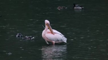 Tek pembe sırtlı pelikan kuşu, Pelecanus rufescens dalgalı göl suyundaki tüyleri temizliyor.