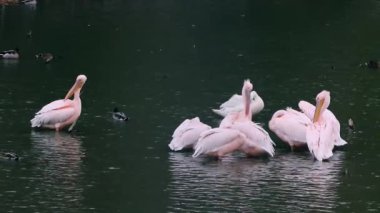 Pembe sırtlı pelikan kuşları, Pelecanus rufescens koyu renkli göl suyundaki tüyleri temizliyor. Vahşi yaşam kuş izleme görüntüleri