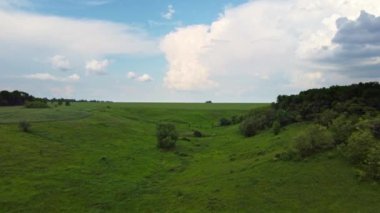 Gökyüzü yeşili buğday tarlası manzaralı bulutlarla ileri doğru uçuyor. Arka planda ağaçlar olan bahar kırsal arazisi. Ukrayna
