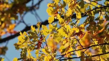 Sonbahar meşe dalları ve mavi gökyüzü arka planında sarı yapraklar sallanıyor. Altın mevsim, doğa görüntüleri