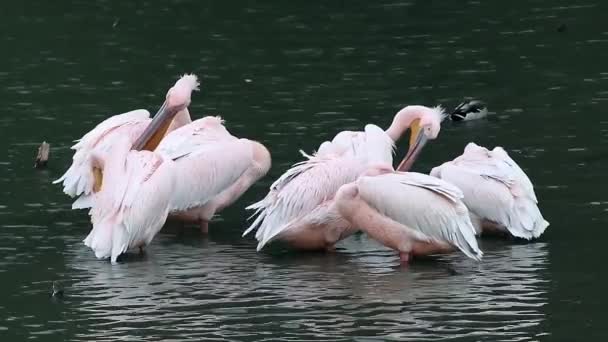 粉红背鹈鹕群鸟 在黑暗的湖中清理羽毛 反射水和模糊的背景 — 图库视频影像