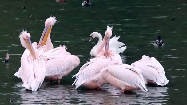 Pelikanvogelgruppe Mit Rosa Rücken Pelecanus Rufescens Putzt Federn Dunklem See — Stockvideo