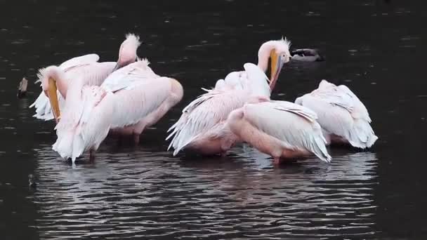 Ptaki Pelikanowe Różowe Pelecanus Rufescens Jeziorze Refleksją Nad Ciemną Wodą — Wideo stockowe
