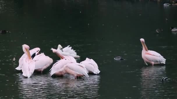 Птицы Пеликаны Розовой Спиной Pelecanus Rufescens Вечерам Чистят Кормушки Озере — стоковое видео
