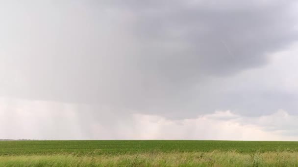 Дощ Вітер Зеленому Полі Пейзаж Мальовничими Важкими Сірими Хмарами Сільський — стокове відео