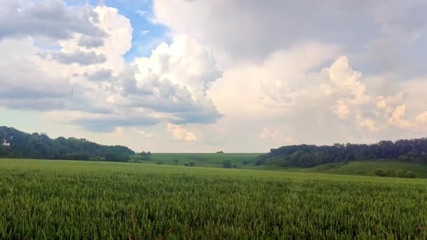 Зеленый Пейзаж Поля Пшеницы Дождливую Погоду Живописными Облаками Молодой Ячмень — стоковое видео