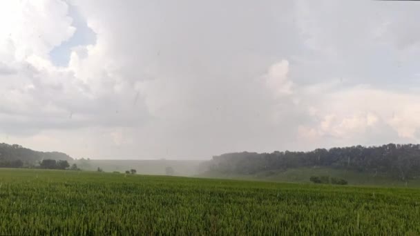 下雨天麦田绿地 多云的天空和背景中的树木生长着幼小的庄稼 乌克兰的农业 — 图库视频影像