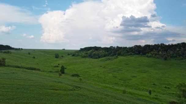 Lotnicze Zielone Pole Pszenicy Latające Przodu Krajobraz Malowniczym Chmurowym Krajobrazem — Wideo stockowe
